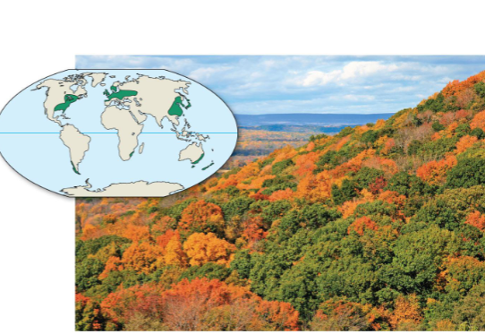 <p>Temperate broadleaf forest</p>