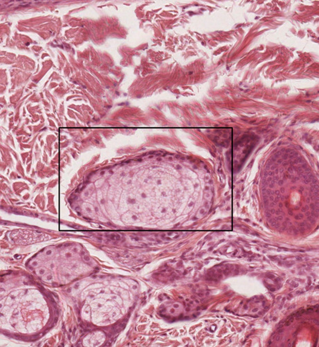 <p>What type of gland is represented in the black box?</p><p>What does this gland secrete?</p><p>What organ is this gland from?</p>