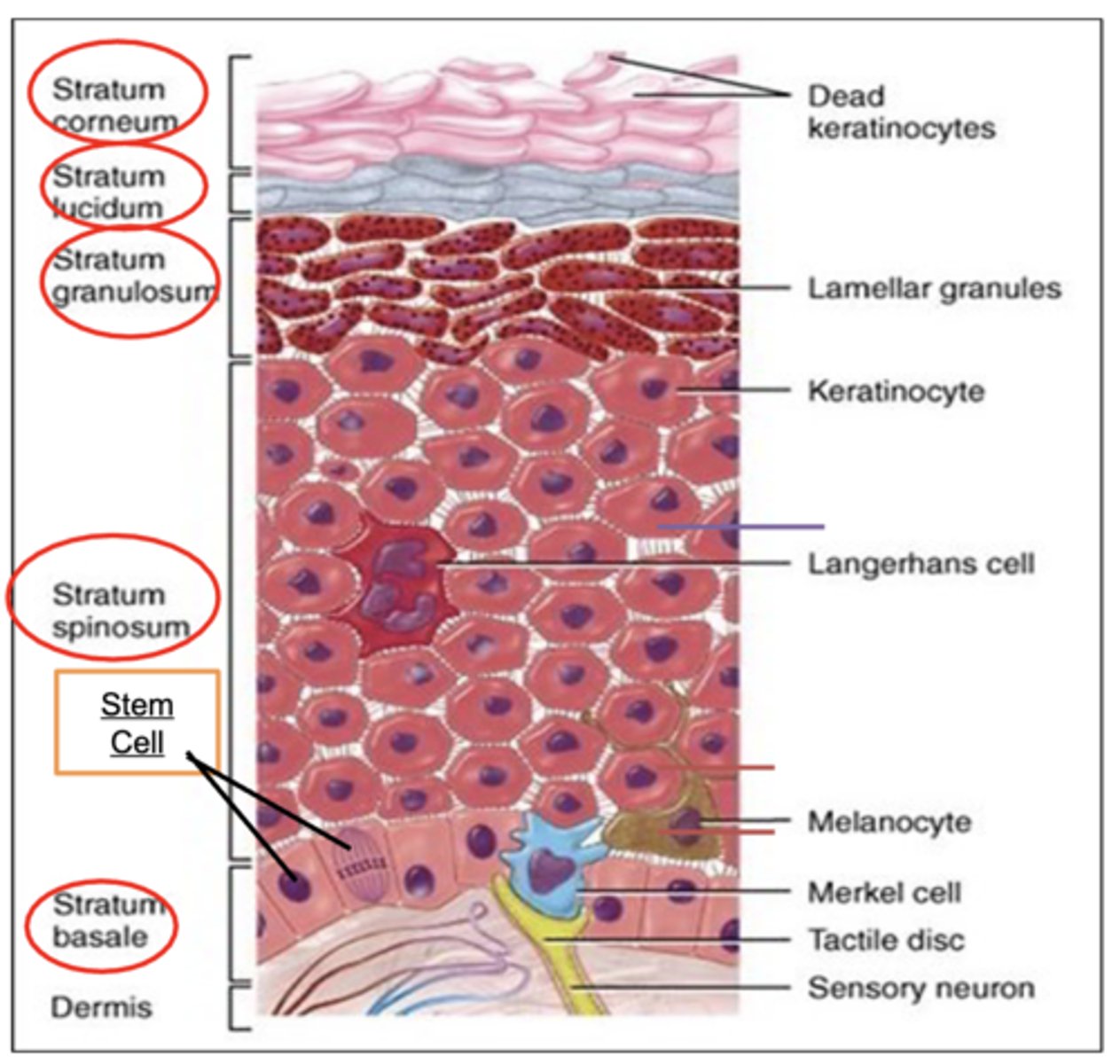 <p>1. Stem cells: Cells that divide to make new skin cells (keratinocytes) - Stratum basale</p><p>2. Melanocytes: Cells that make melanin, the pigment that gives skin its color and protects against UV radiation - Stratum basale</p><p>3. Merkel (Tactile) cells: Cells that act as touch and pressure sensors </p><p>- Stratum basale</p><p>4. Keratinocytes: Skin cells that produce keratin, a protein that helps protect the skin </p><p>- Found in Stratum basale, Stratum spinosum, and Stratum granulosum</p><p>5. Dendritic (Langerhans) cells: Immune cells that fight off harmful pathogens or toxins (phagocytosis)</p><p>-Stratum spinosum</p>
