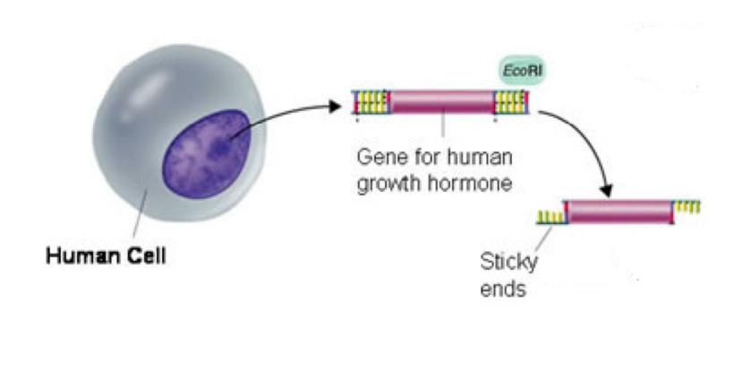 <p><strong>STEP 1 – Isolate Gene and cut using restriction enzyme</strong></p><ul><li><p>Isolate the gene of interest (stated in question)</p></li><li><p>Then use restriction enzymes to cut DNA on either side of required gene at restriction sites.</p></li></ul><p></p>