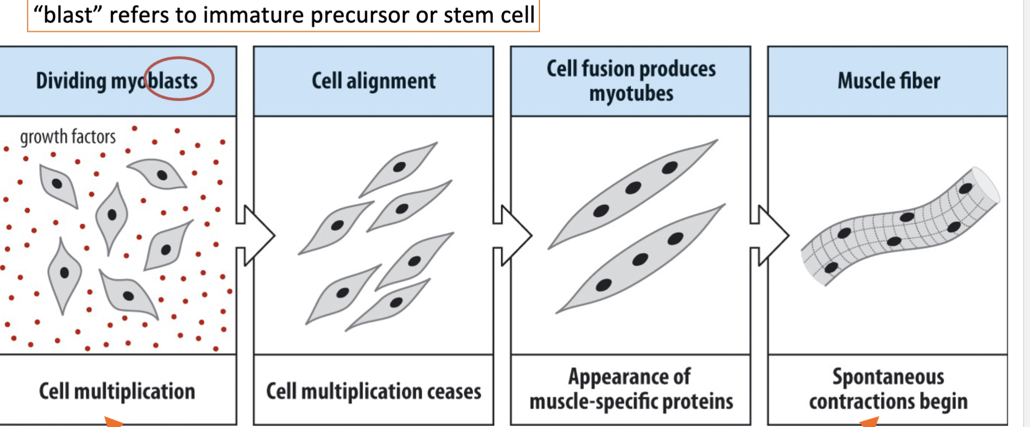 <p>Summary of the Process: From Myoblasts to Muscle Fibers</p>