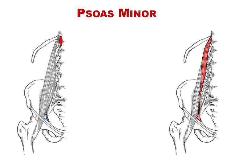 <p>Actions of Psoas Minor</p>