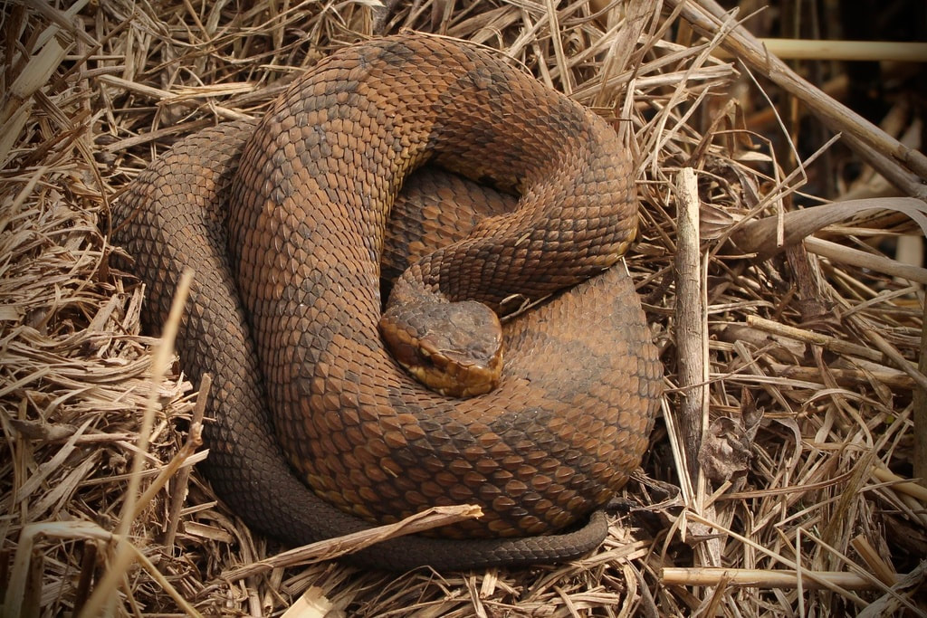 <p>Family: Viperidae</p><p>Latin: Agkistrodon piscivorus</p><p>Northern Cottonmouth</p>