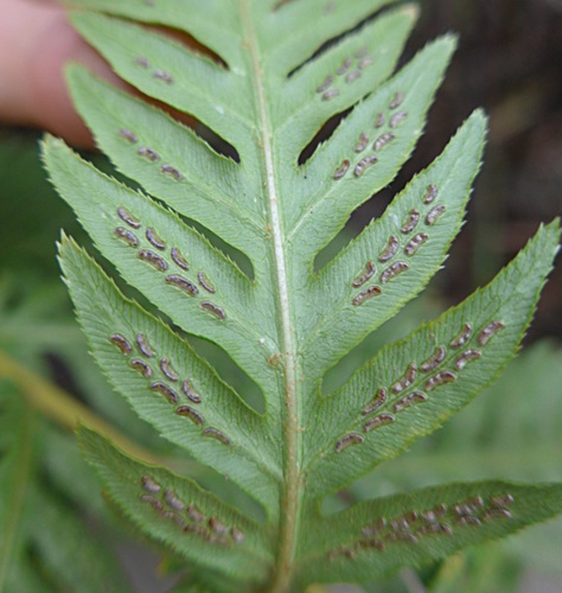 <p>Basil Growth (base origin, no trunk), Pinnately compound leaves with bar spores</p>