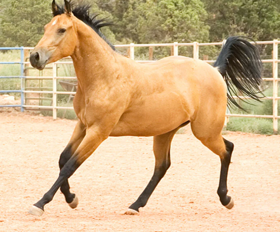 <ul><li><p>All are Quarterhorses</p></li><li><p>Coloring came exclusively from them</p></li><li><p>Have yellow bodies with black manes &amp; tails</p></li><li><p>3 other patterns are considered Buckskin<br>- Dun<br>- Red Dun<br>- Grulla</p></li></ul><p></p>