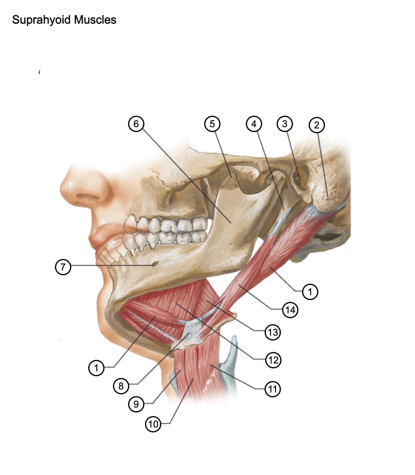<p>7</p>