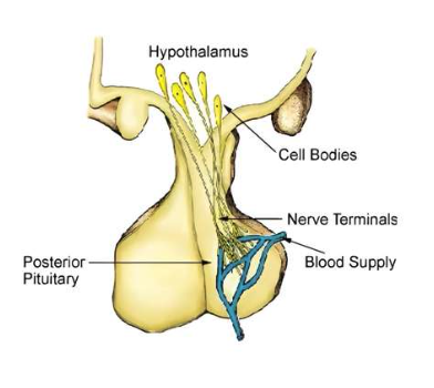 <p>The <strong>posterior pituitary</strong> develops from neural tissue at the base of the brain. &nbsp;It contains the axons and nerve terminal of neurons whose cell bodies lie in the hypothalamus. The tract of the neurons is sometimes referred to as the <strong>hypothalamic-hypophyseal tract</strong>. &nbsp;These neurons produce neurohormones in the hypothalamus that are secreted into the blood from the posterior pituitary in response to action potentials. &nbsp;We will look at these neurohormones a little later in the lesson. &nbsp;</p><p>The posterior pituitary releases two crucial hormones: oxytocin and antidiuretic hormone (ADH) also known as vasopressin. &nbsp;Unlike the anterior pituitary, the posterior pituitary does not produce its own hormones; instead, it stores and releases hormones produced by the hypothalamus.&nbsp; Each hormone is made in its own set of neurons, and is synthesized in the cell body of those neurons.</p><p><strong>Axonal Transport:</strong> Once synthesized, oxytocin or ADH is packaged into vesicles (small membrane-bound sacs) and transported along the axons of the neurons to the <strong>posterior pituitary gland</strong>. These axons extend from the hypothalamus down into the posterior pituitary, where the hormone is stored.</p><p>Oxytocin or ADH is stored in the <strong>nerve endings</strong> (axon terminals) within the posterior pituitary until it is needed. The posterior pituitary is not a gland that synthesizes hormones itself but rather a storage and release site for hormones made in the hypothalamus, including oxytocin.</p><p>When the body requires oxytocin (e.g., during childbirth, breastfeeding, or in response to certain social and emotional stimuli), a signal is sent from the hypothalamus. This signal triggers an <strong>action potential</strong> that causes the release of oxytocin from the nerve endings in the posterior pituitary into the bloodstream.</p><p>The functions of the posterior pituitary are essential for fluid regulation, reproductive processes, and various aspects of social bonding and behaviour.</p>