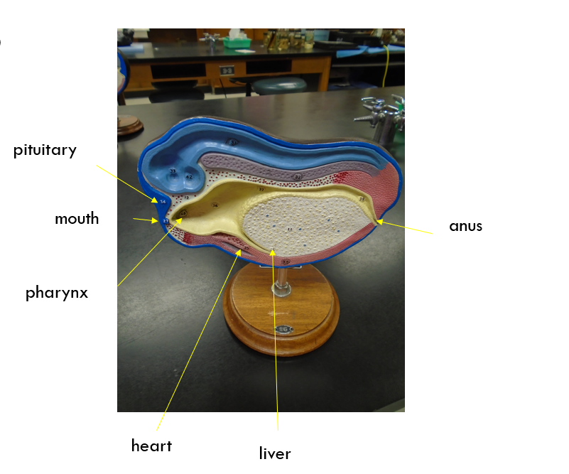 <p>neurulation/organogenesis</p>