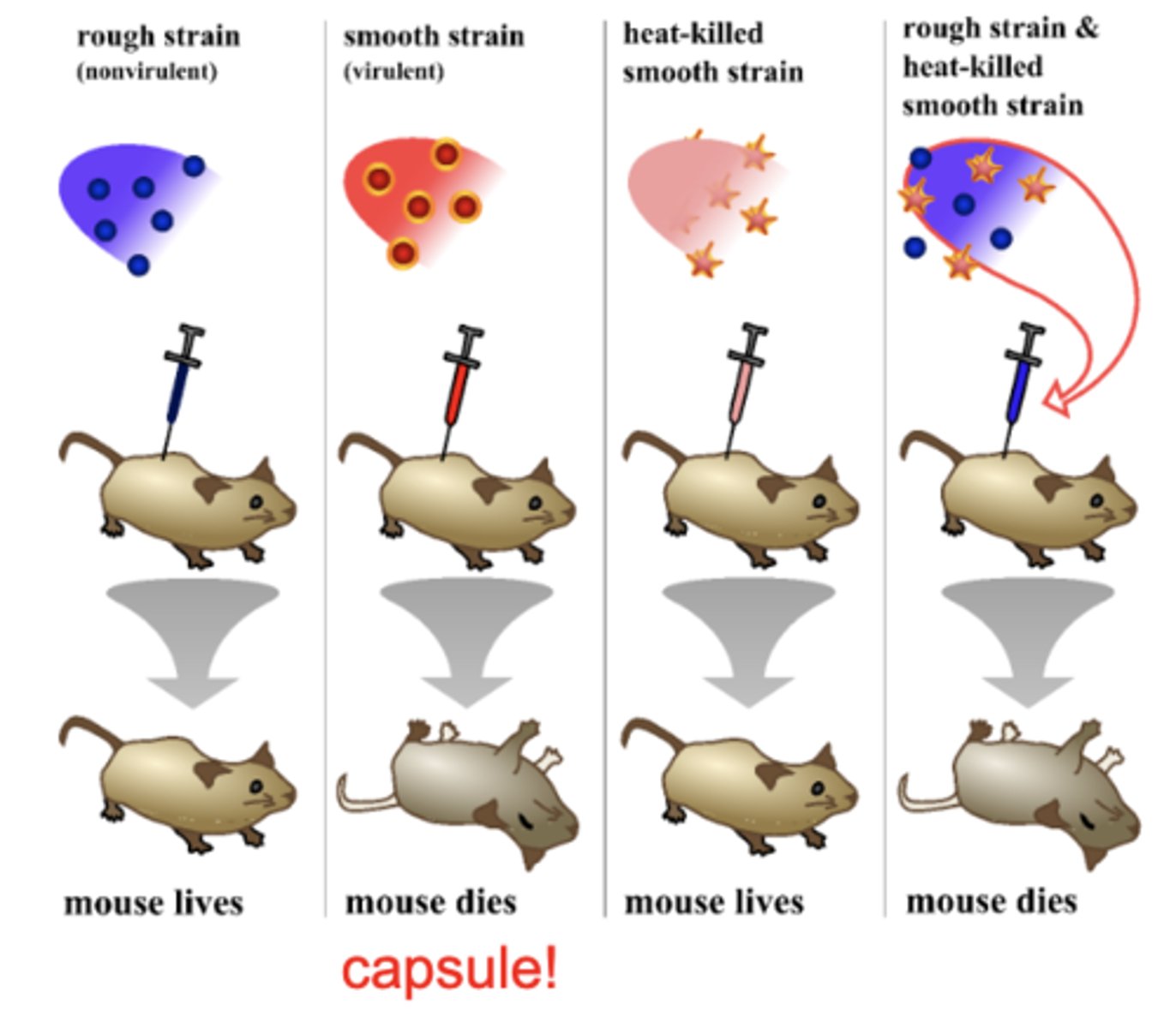 <p>idea that genetic information can be transferred from one organism to another, first shown when dead virulent bacteria transferred traits to live non-virulent ones; DNA was that genetic material</p>