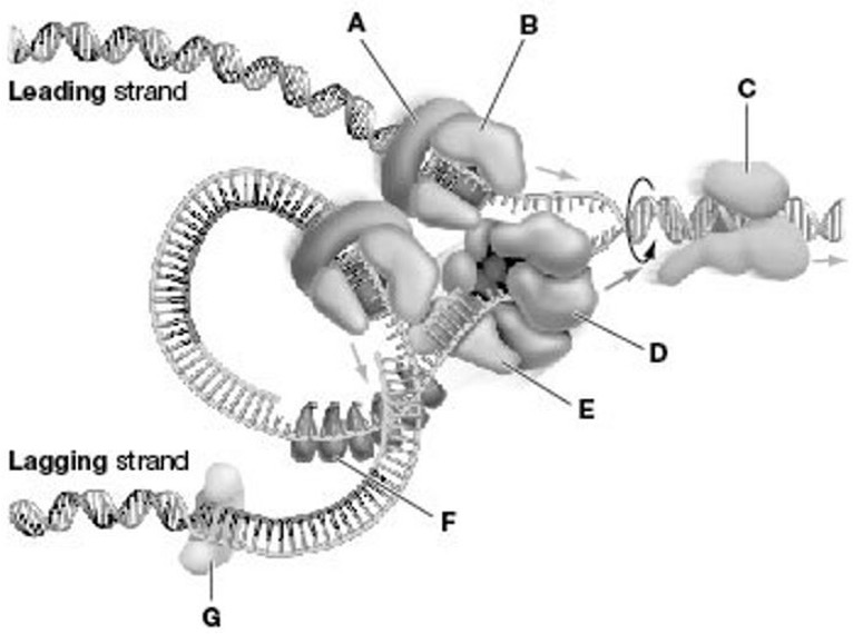 <p>In the figure, which structure causes the two strands of DNA to separate?</p>