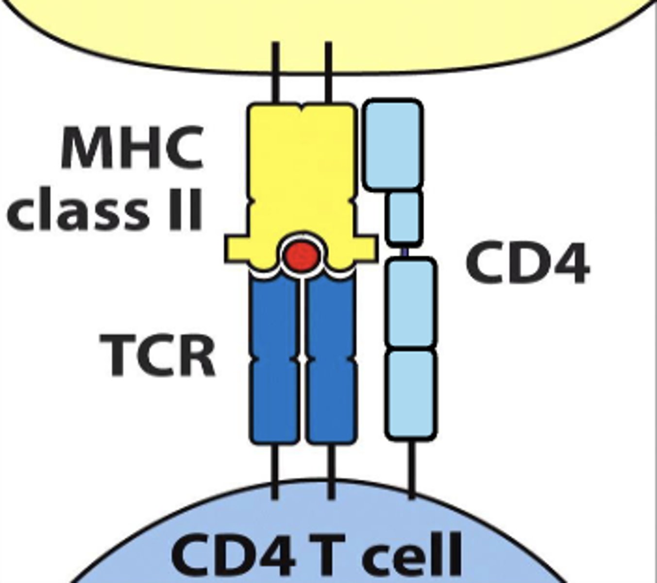<p>II</p>