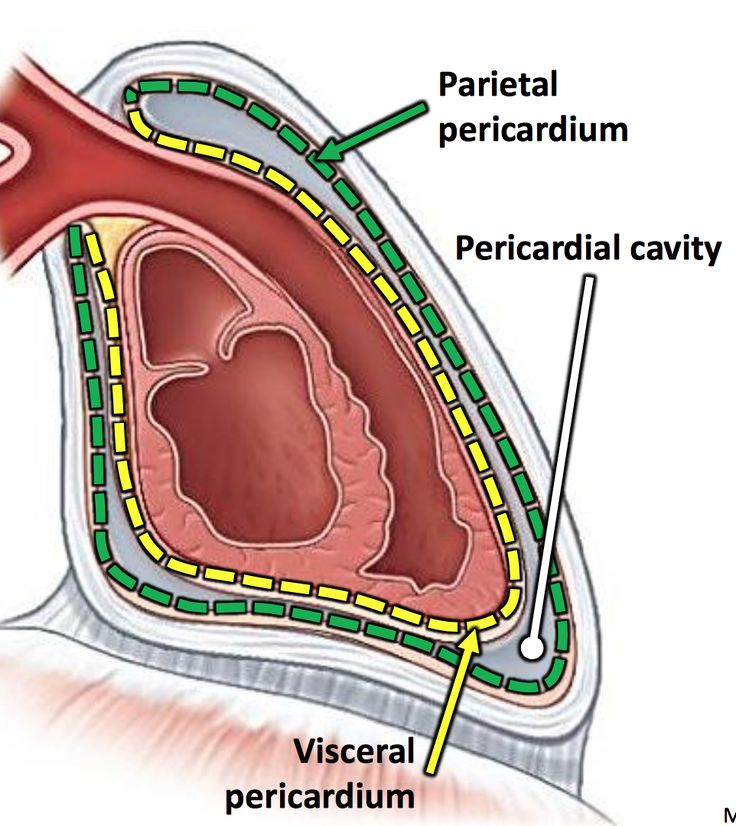 <p>INNER layer of pericardium, sac like structure that surrounds and protects the heart </p>