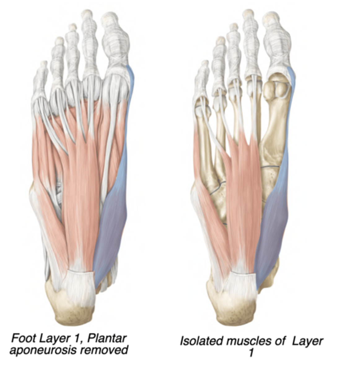 <p>Medial compartment</p><p>-Medial plantar nerve</p><p>-Abducts hallux</p><p>-prox: Calcaneus (tuberosity)</p><p>-distal: Proximal phalanx of digit 1</p>