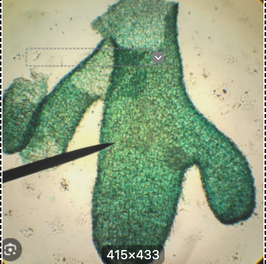 <p></p><p>-Spicules (glass shard like texture throughout sponges)</p><p>-Spongocoel (lighter parts for water flow)</p><p>-Osculum (top opening of tube-like branch)<br>Animilia &gt; Porifera (sponges) &gt; Calcarea &gt; Leucosolenia</p>