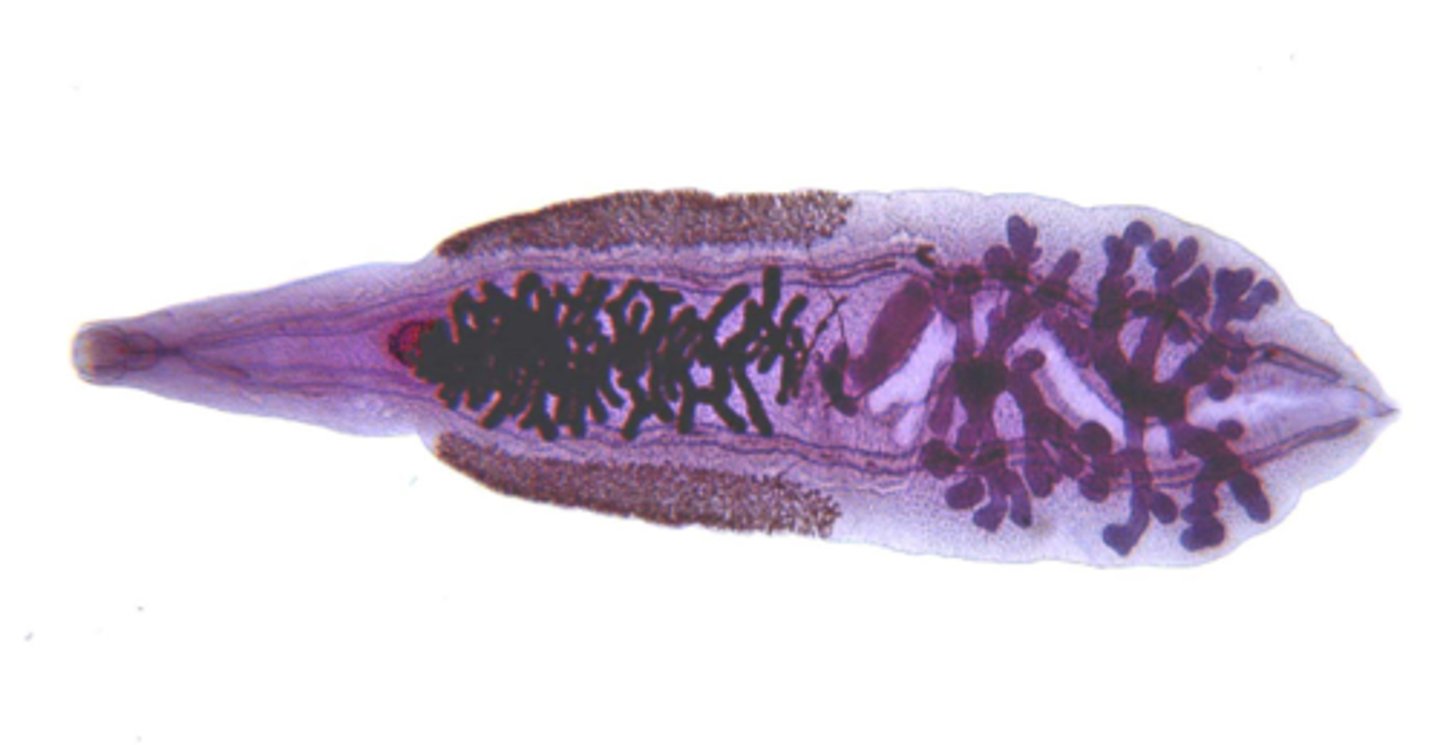 <p>causes hepatic portal disease and hepatitis</p>
