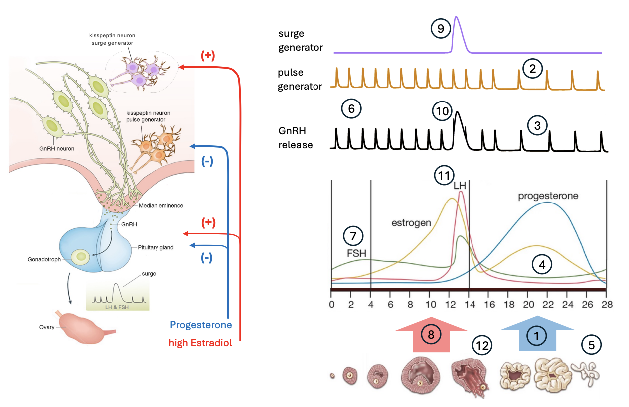 <ol><li><p>Corpus luteum→ makes lots of progesterone and LH and FSH are low</p></li><li><p>Progesterone falls</p></li><li><p>pulse generator starts back at normal rate</p></li><li><p>increases FSH</p><ul><li><p>critical for taking antral follicles and capturing around 20 (those that have the FSH receptor) to continue to ovulation</p></li></ul></li><li><p>increase in estradiol and slight decrease in FSH again</p></li><li><p>causes generator surge</p></li><li><p>LH surge (also increase in FSH and decrease in estrogen)</p></li><li><p>Ovulation</p></li><li><p>Develops the corpus Luteum</p></li><li><p>high progesterone→Back to the same stage</p></li></ol><p></p>