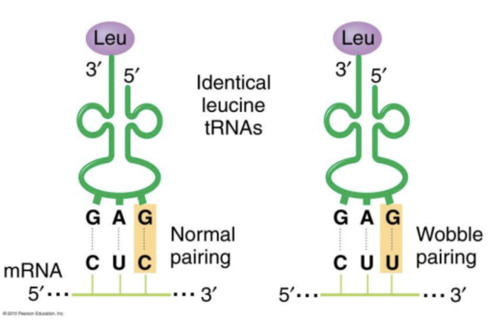 <p>Wobble pairings: Certain bases in the third position of tRNA anti-codons can bind to bases in a manner that does not match complementary pairing allowing one tRNA anti-codon to recognize more than one mRNA codon. This is called a wobble pairing.</p>