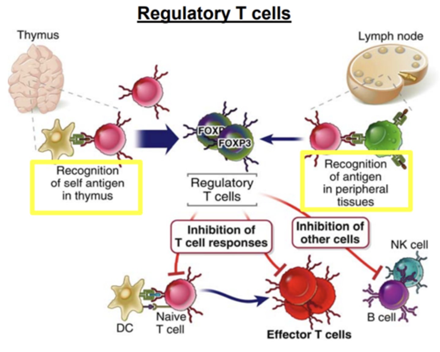 <p><strong>inhibit T cell responses</strong>, mainly by <strong>inhibiting the stimulatory ability of DCs</strong>, and also by <strong>suppressing T cell activation</strong></p>