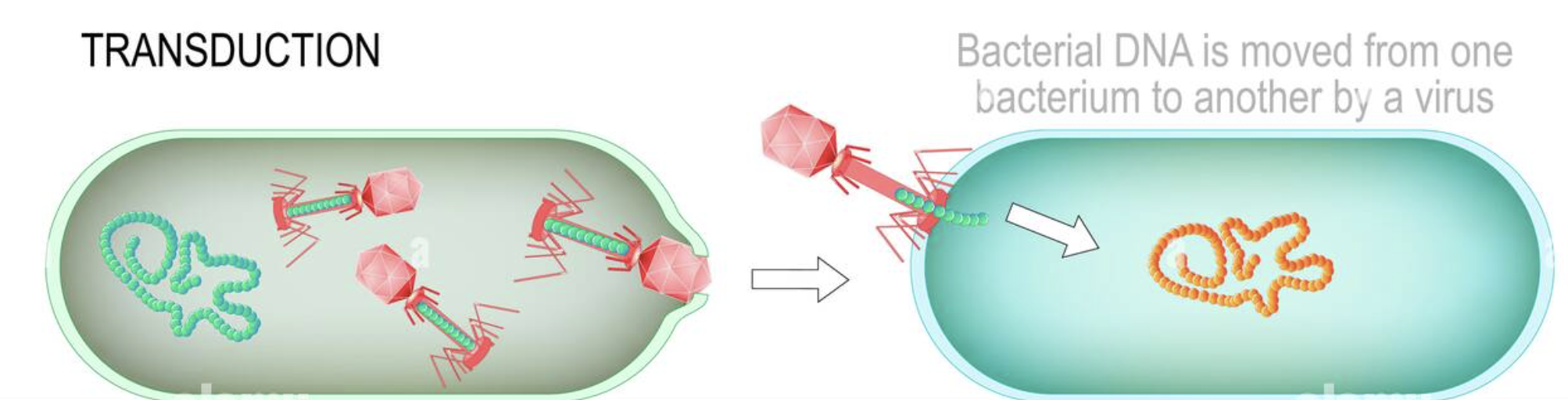 <ul><li><p>transfers bac DNA from <strong>donor to a recipient</strong></p></li><li><p>by a <strong>bacteriophage/virus</strong></p></li></ul><p></p>