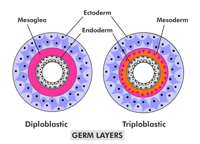 <ul><li><p>Diploblasts: Two germ layers → Endoderm ( inner layer) and Ectoderm ( outer layer</p></li><li><p>Triploblasts: Three germ layers → Endoderm, mesoderm ( middle layer) , and ectoderm</p></li></ul><p></p>