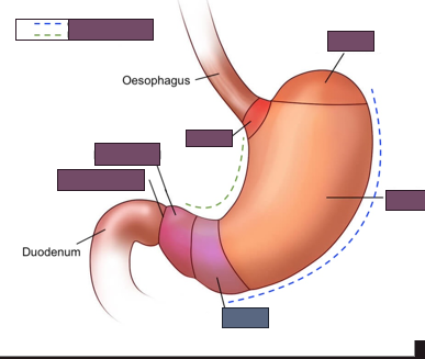 <p>name the blue region of the stomach</p>