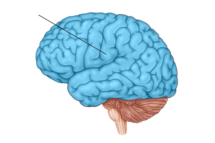 outer gray matter covering the forebrain, marked by wrinkles and folds known as gyri and sulci