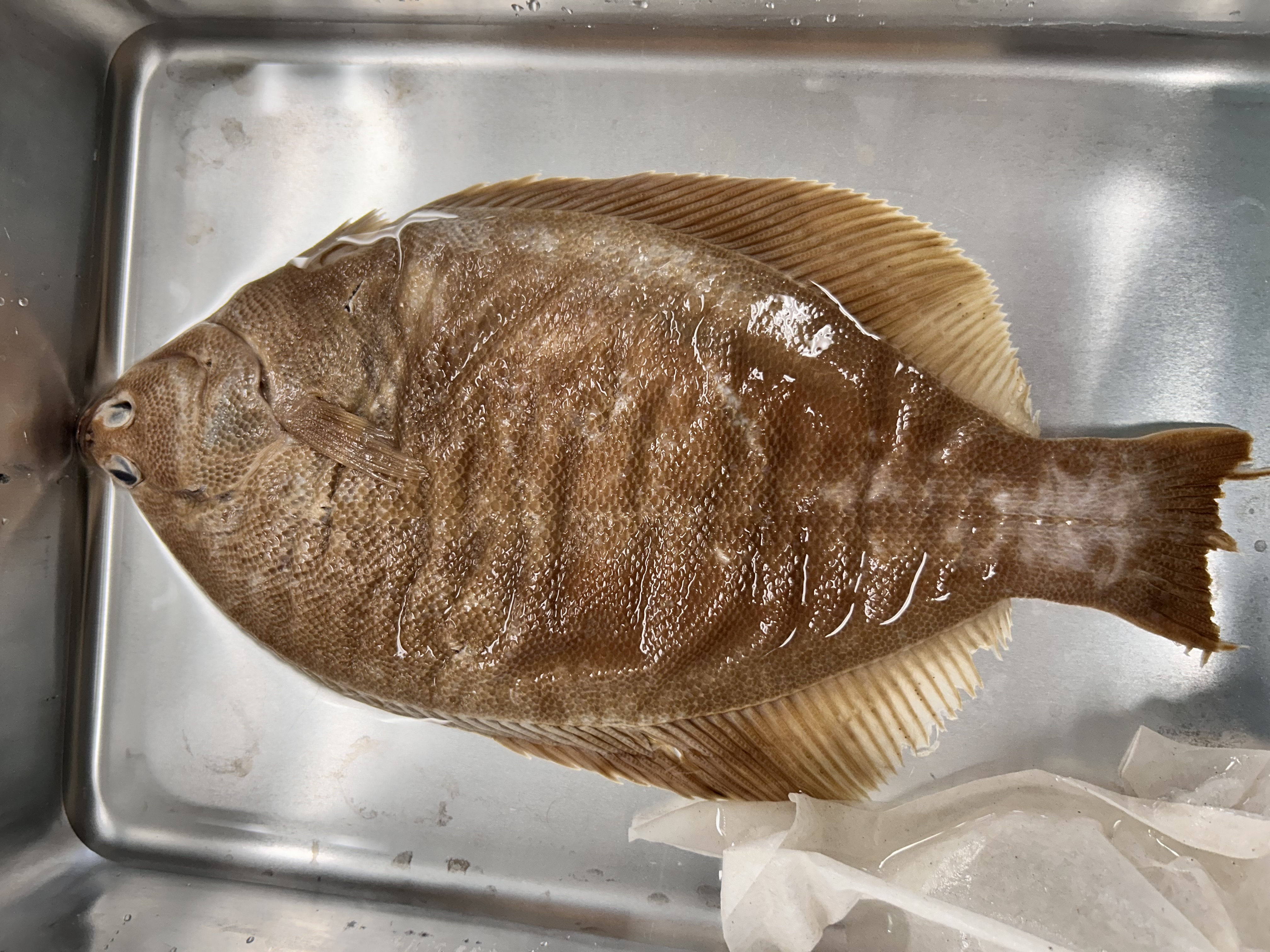 <p>winter flounder</p>