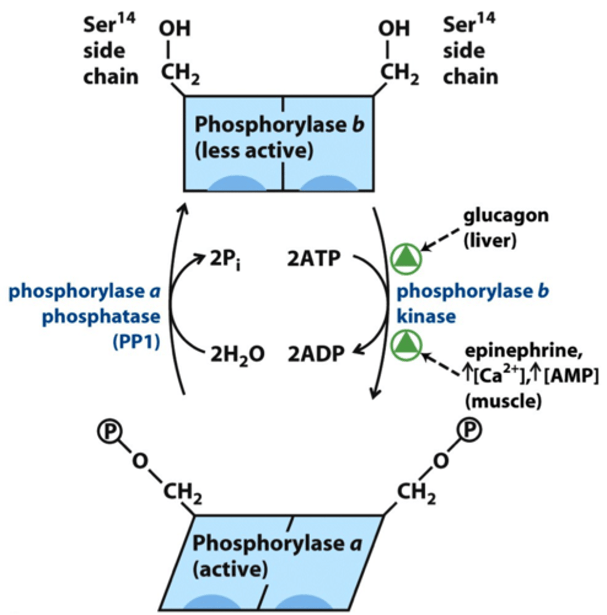 <p>-reversible phosphorylation of serine converts b -> a (activates enzyme)</p><p>-regulated by phosphorylase kinase</p><p>-main hormones include glucagon and epinephrine (low blood glucose = glucagon secreted by liver)</p><p>(exercise = epinephrine secreted by muscle)</p>