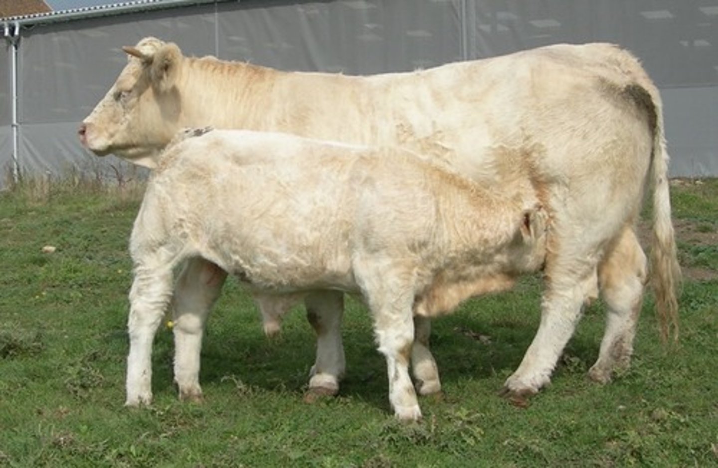 <p>All cream/white, in France</p>