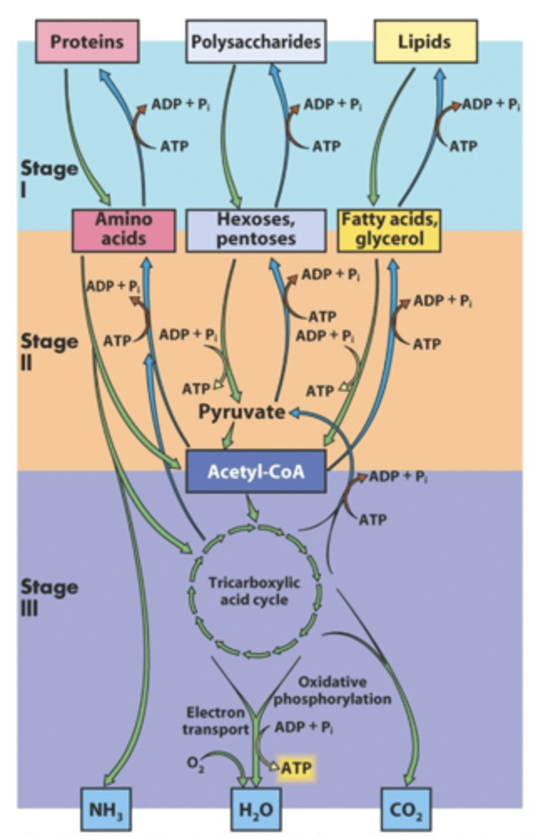 <p>1) digestion: food is broken down and nutrients are absorbed</p><p>2) glycolysis (cytosol): glucose molecules are split into pyruvate</p><p>3) Krebs Cycle and Electron transport chain (mitochondria): oxidative phosphorylation breaks down molecules further, producing ATP and consuming O2</p>