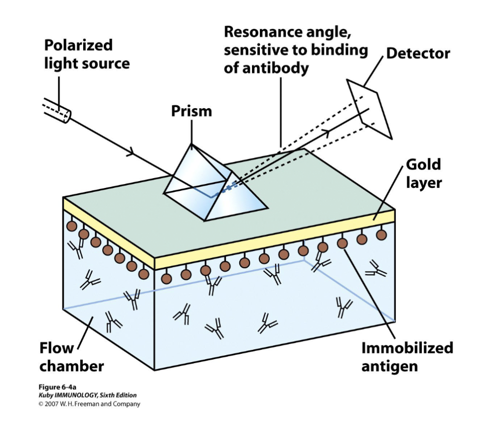 <p>this is the main method</p><p>gold chip, immobilized antigen on the chip</p><p>the chip will be sensitive to light source and when there is more antigen it will react</p><p><u>change in antigen antibody binding will be detected by the machine</u></p>