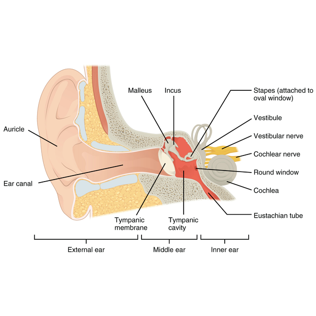 <p>An opening in the bony wall between the middle ear and the vestibule of the inner ear</p>