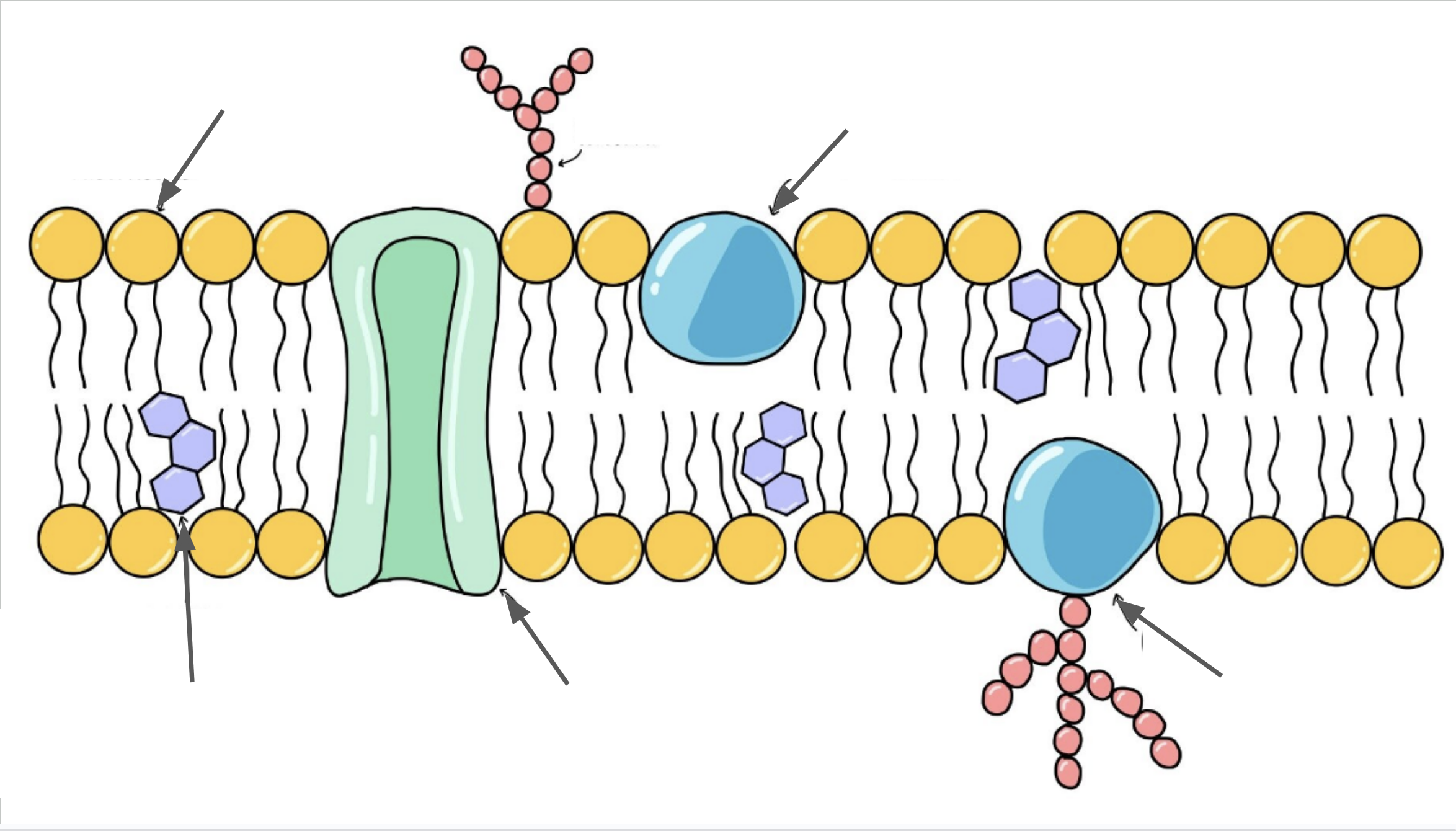 <p>Label this diagram</p>