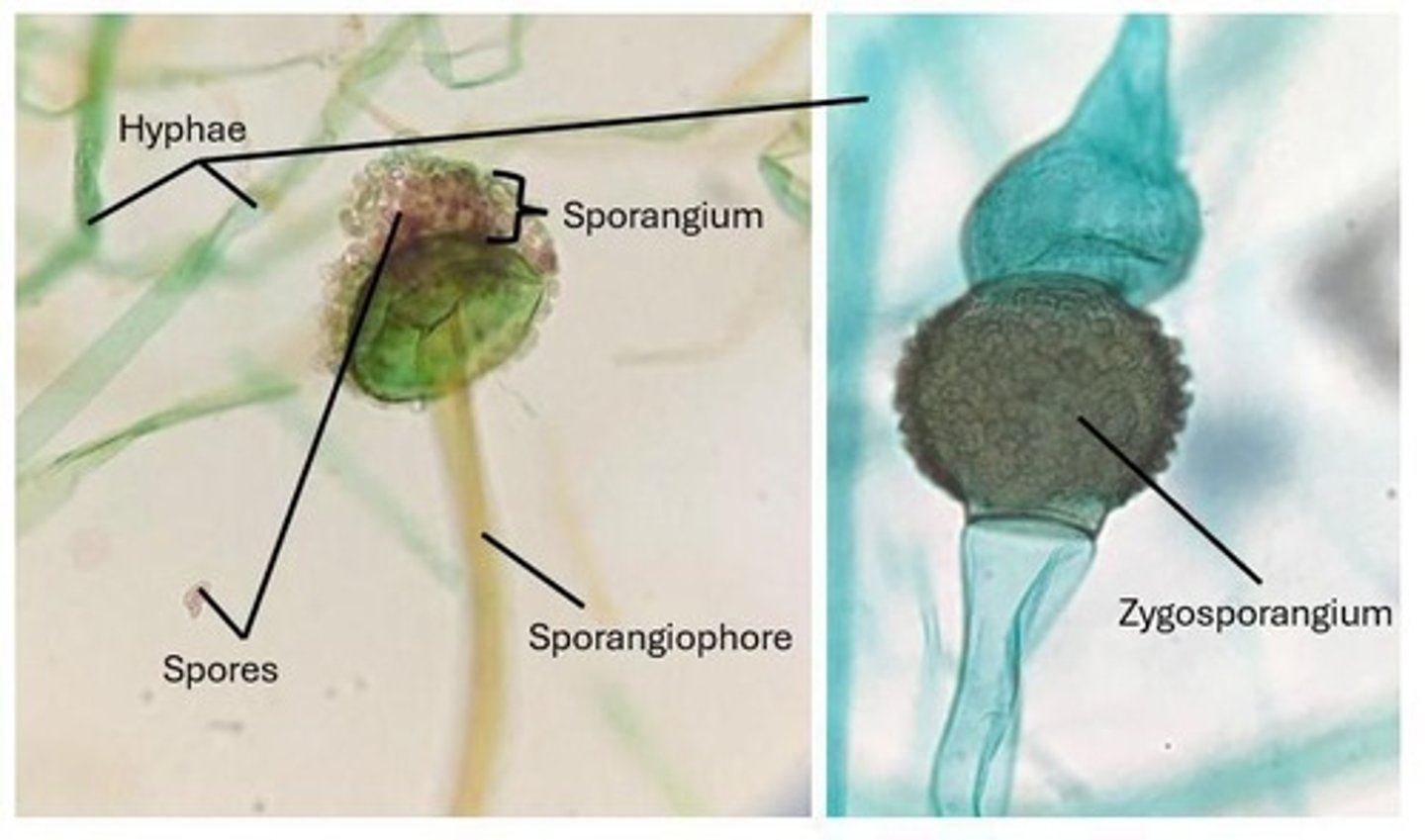 <p>By secreting enzymes into their environment to break down organic material and absorbing the nutrients.</p>