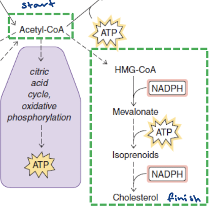 <p>HMG-CoA (second arrow with NADPH), Mevalonate (third arrow with ATP), Isoprenoids (fourth arrow with NADPH)</p>