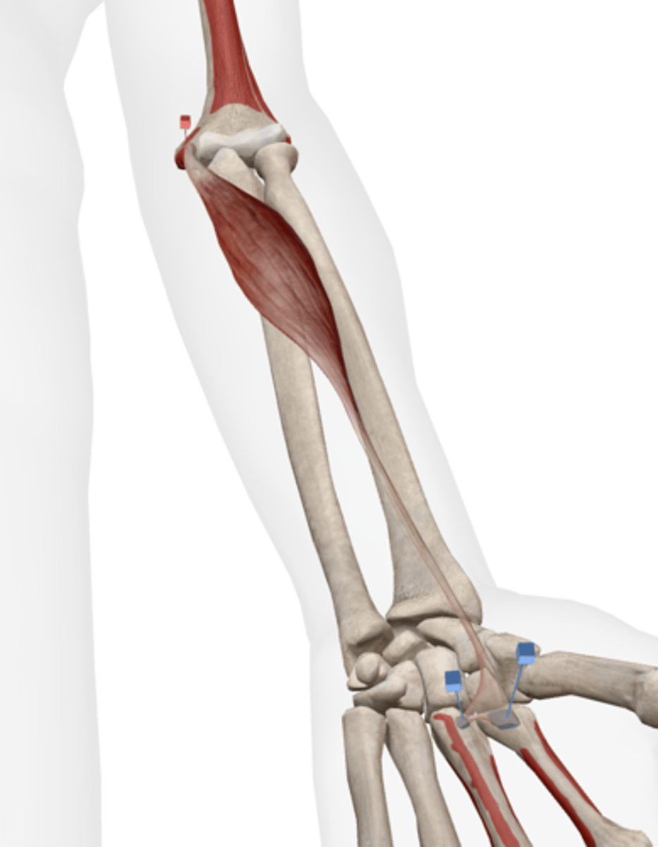<p>palmar surface of base of metacarpals II and II</p>