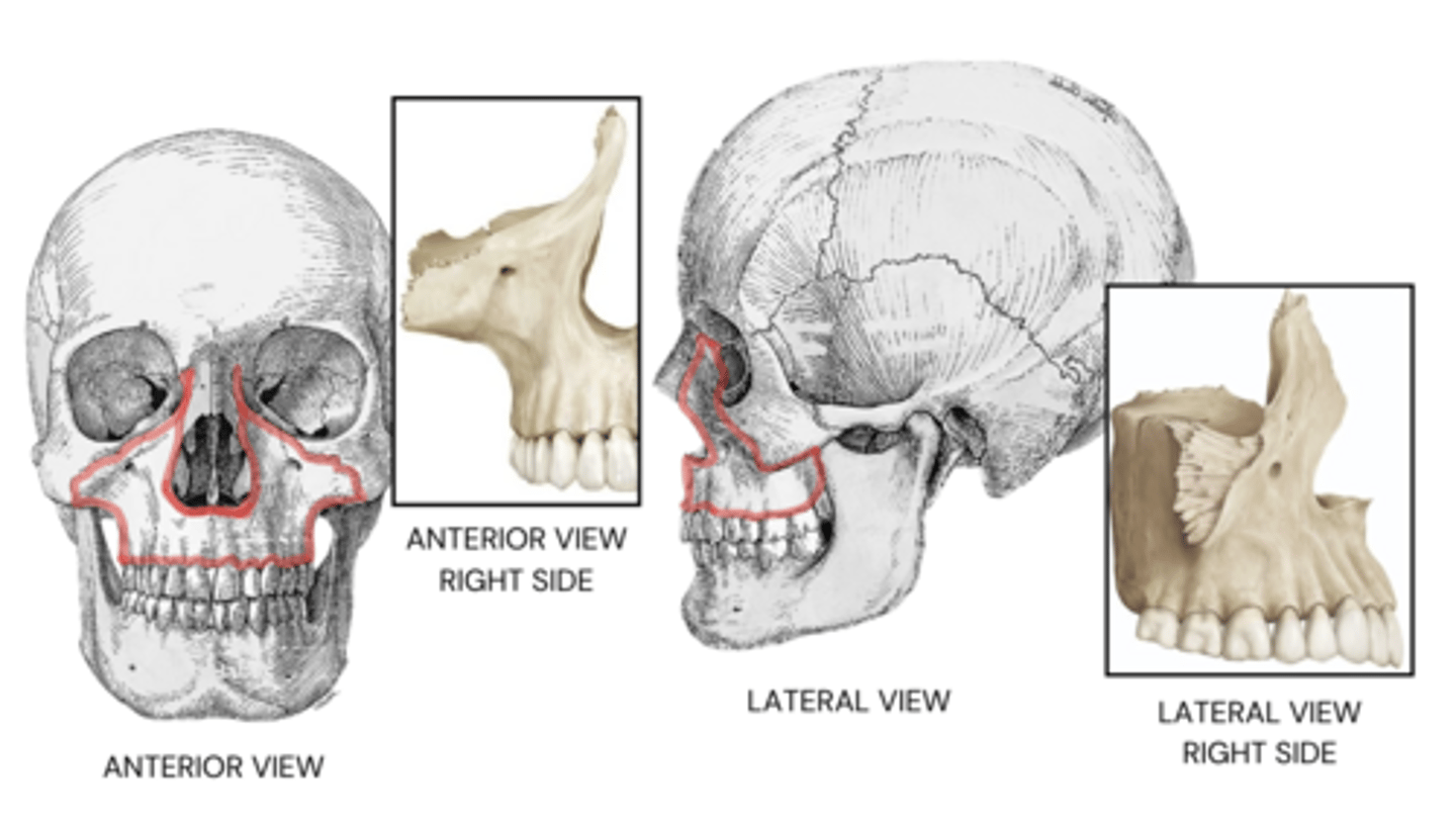 knowt flashcard image