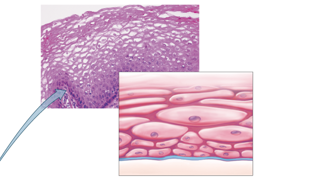 <p>What tissue is this?</p>