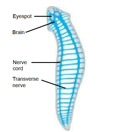 <p><span>…a central nervous</span><br><span>system (CNS) is</span><br><span>eviden.</span></p>