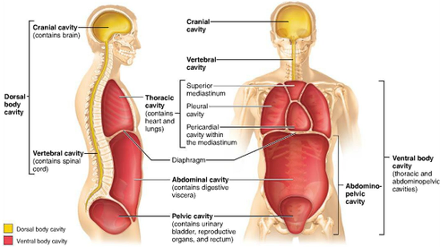 <p>contains the lungs (pleural cavity) and the heart (pericardial cavity)</p>