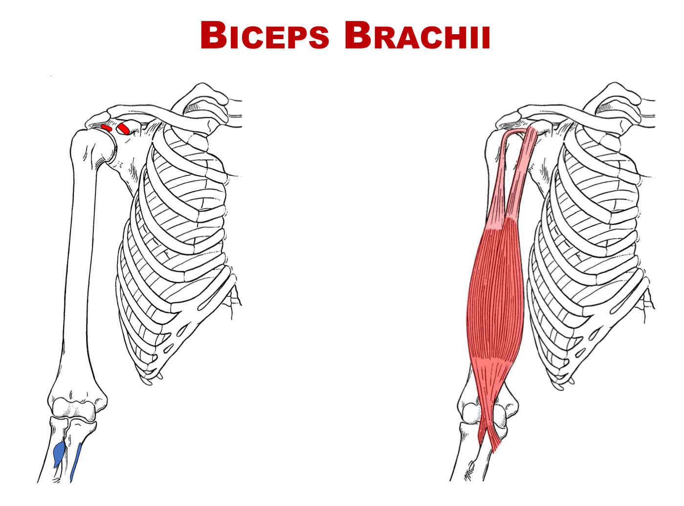 <p>Origin of Biceps Brachii Long Head</p>