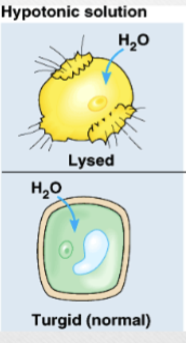 <p>lower osmolarity (lower solute partial, higher water) in extracellular fluid vs cytoplasm, plants cells prefer </p>