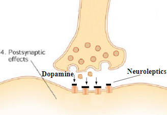 <ul><li><p><span>Schizophrenia is associated with a surplus of dopamine</span></p></li><li><p><span>Its symptoms include paranoia and hallucinations</span></p></li><li><p><strong><em><span>Neuroleptics (e.g. Haldol): anti-psychotic drugs that block the transmission of dopamine by binding to dopamine receptors without opening ion channels.&nbsp;</span></em></strong></p></li><li><p><span>They are dopamine </span><strong><span>antagonists</span></strong><span>.</span></p></li></ul>