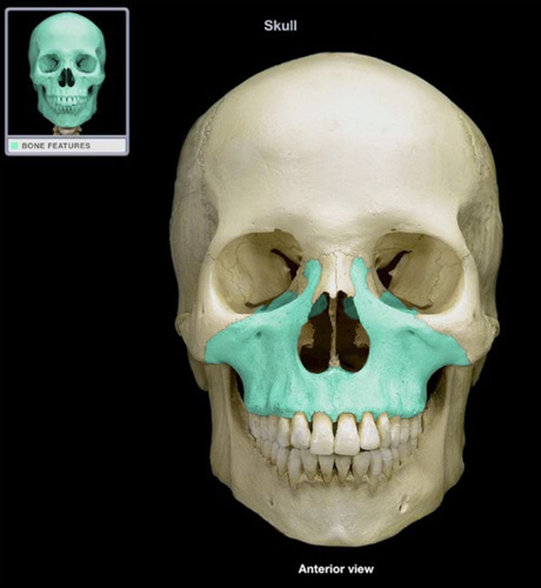 <p>Facial Bones (Know left/right)</p>