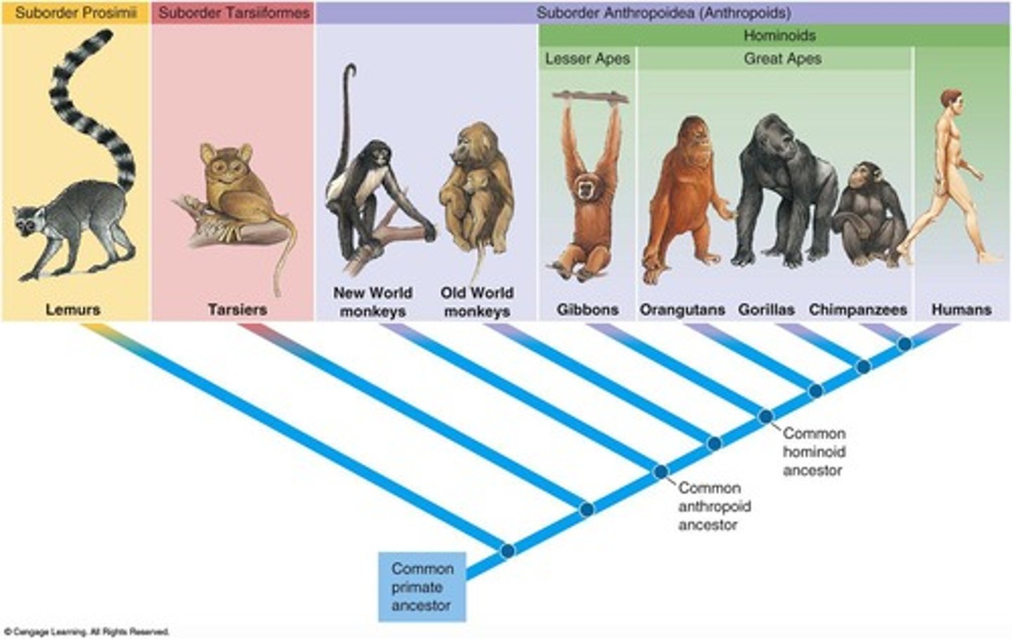 <p>Humans are hominins (hominids) in hominoid group</p>