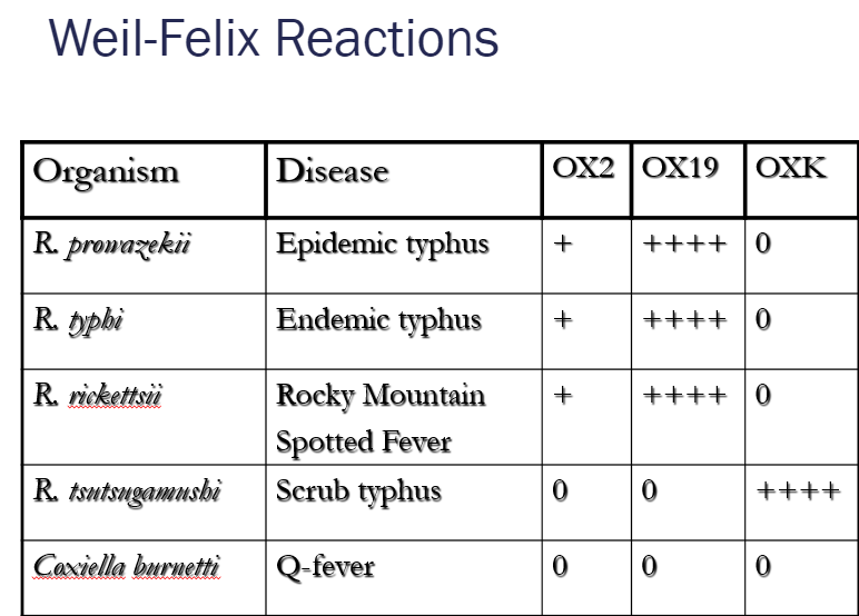<p>FAT: Weil Felix test</p>