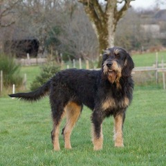 <p>Origin: France</p><p>Height: 21-24 in</p><p>Weight: 51-55 lbs</p><p>Life Span: 12-15 yrs</p><p>Type: Scent Hound</p>