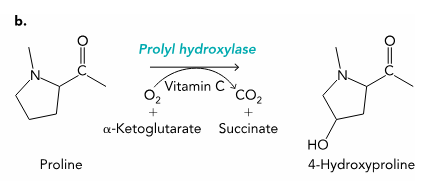 <p>proline</p><p>enzymes: prolyl hydoxylase</p><p>substrate: O2 + alphaketoglutarate + Vit C → CO2 + succinate</p>