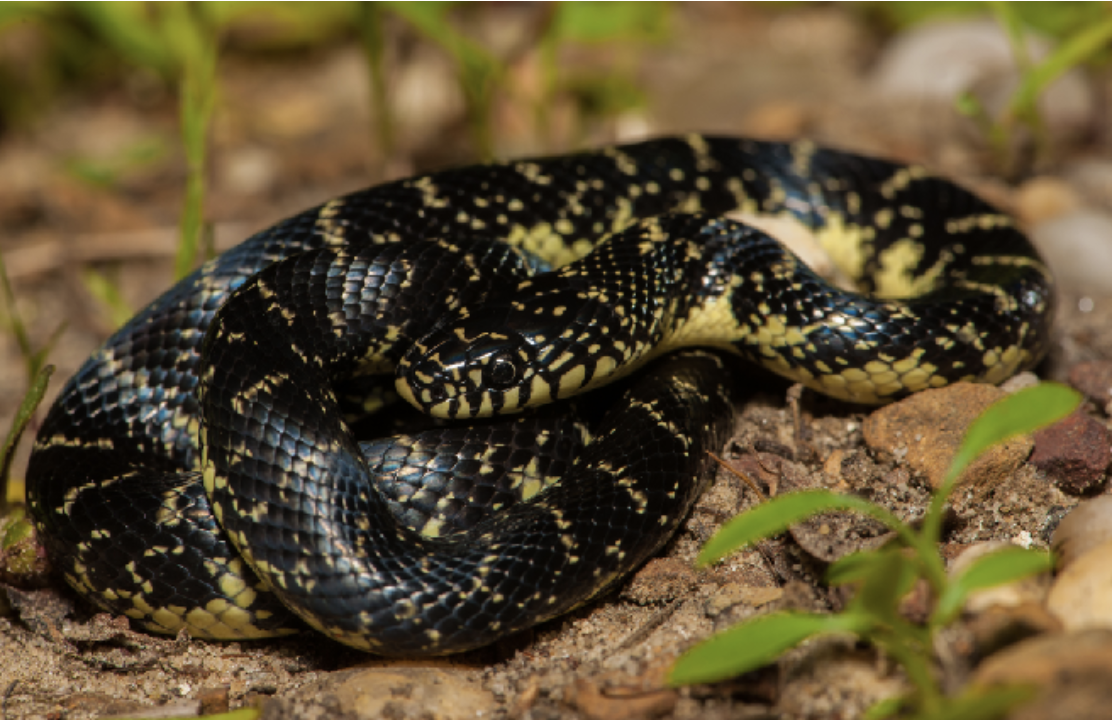 <p>Lampropeltis getula nigra<br>Eastern black (common) kingsnake<br>Colubridae</p>