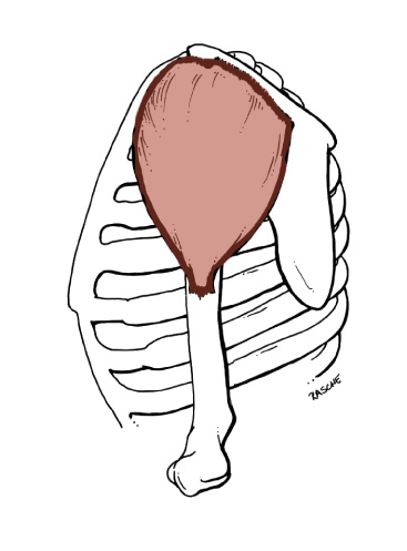 <p>Origin: <span>Lateral one-third of the Clavicle, acromion, the lower lip of the crest of the spine of the Scapula</span></p><p>Insertion: <span>Deltoid tuberosity of the Humerus</span></p><p>Action: <span>Abducts arm; anterior fibers flex &amp; medially rotate the arm; posterior fibers extend &amp; laterally rotate the arm</span></p>